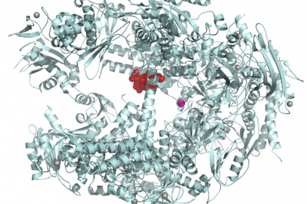 Ribbon diagram of Saccharomyces cerevisiae RNA polymerase II in complex with α-amanitin (red). Active site magnesium ion visible in pink near center.