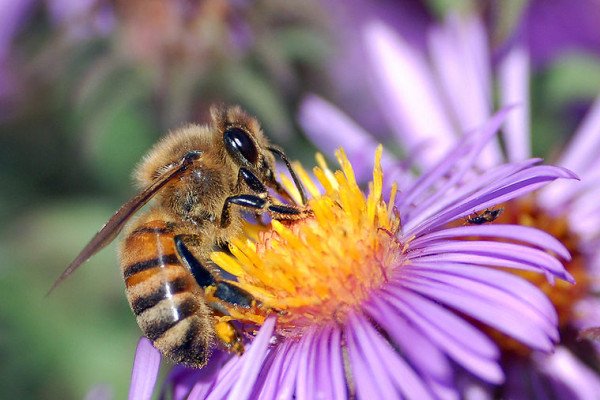 欧洲蜜蜂(Apis mellifera)用它的喙从紫菀花中提取花蜜。覆盖在蜜蜂身体上的微小毛发保持着轻微的静电荷，使花粉从花药中粘在蜜蜂身上，允许……