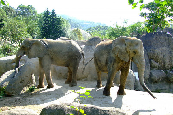 台北动物园非洲动物区内的非洲象。