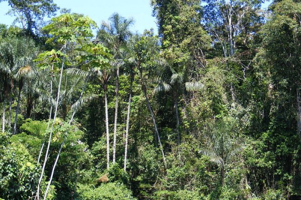亚马逊雨林，上亚马逊盆地，洛雷托地区，秘鲁。
