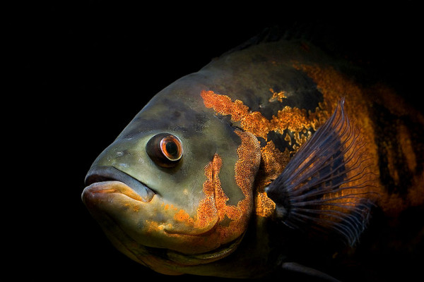 来自南美洲的淡水鱼和受欢迎的观赏鱼。拉丁文名Astronotus ocellatus。普通的名字奥斯卡。模式:老虎