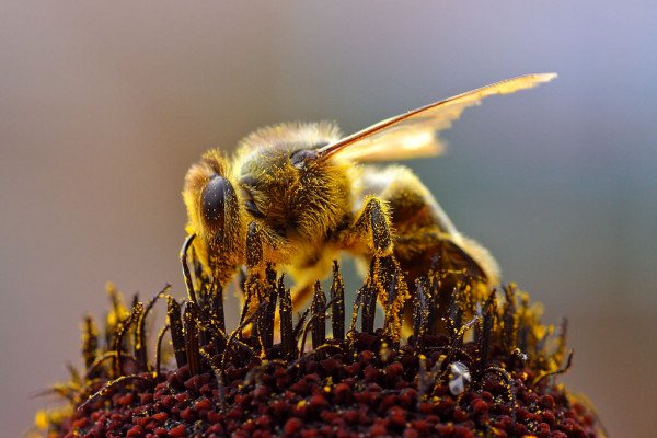 采集花粉的蜜蜂