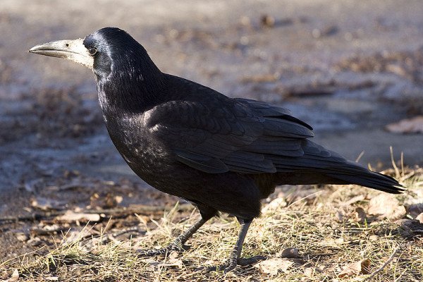 2007年秋，波兰弗罗茨瓦夫的乌鸦(Corvus frugilegus