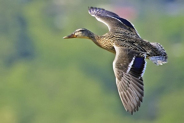 绿头鸭(雌性)，本拿比湖地区公园(Piper Spit)，不列颠哥伦比亚省本拿比