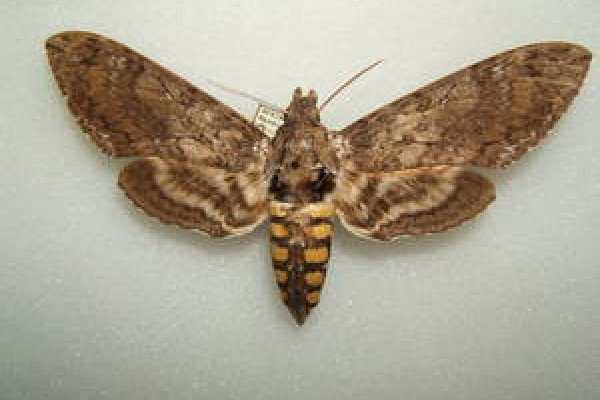 烟草角蛾- Manduca sexta -成年雌性，由Shawn Hanrahan在德克萨斯州大学城的德克萨斯农工大学昆虫收藏馆拍摄。
