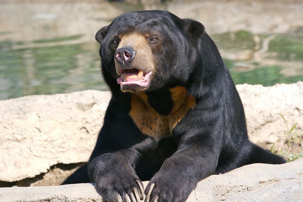 在俄亥俄州鲍威尔的哥伦布动物园，被囚禁的太阳熊