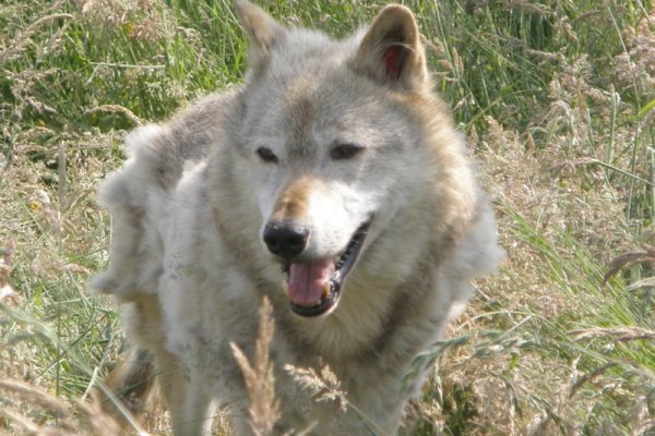科迪亚克,一名13岁的俘虏北美狼at the UK Wolf Conservation Trust in Berkshire, England.