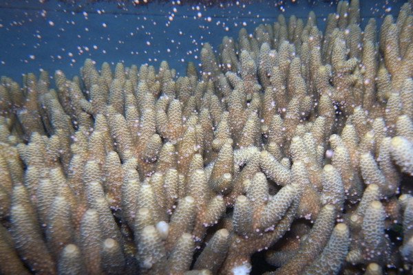 100多种不同的珊瑚是如何同时产卵的?