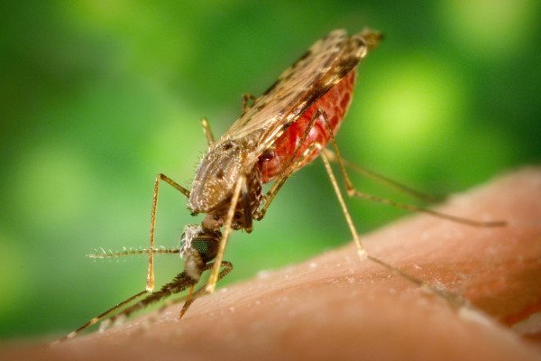 白化按蚊雌性白化按蚊以人类宿主为食并充血