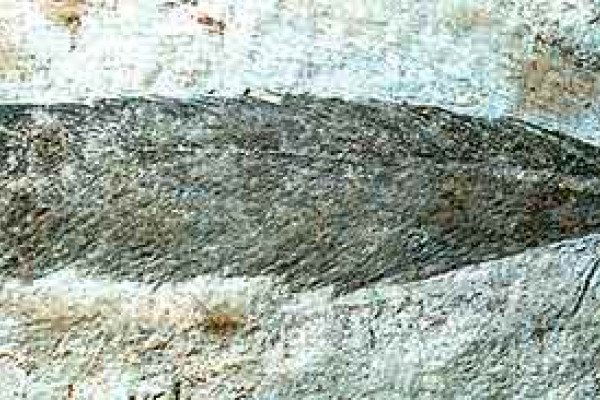 Fossilised feather of Archaeopteryx lithographica