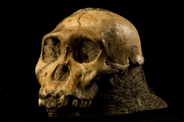 来自南非的马拉帕古人类1号(MH1)头盖骨，命名为Karabo。这只幼年雄性的混合化石遗骸被指定为南方古猿源泉种的原型。
