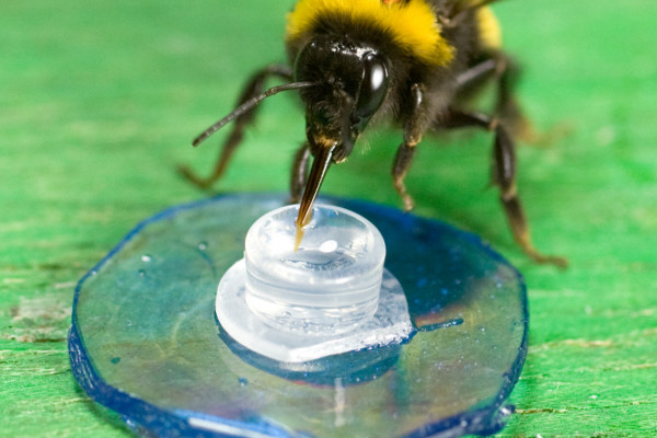 实验室实验中的蜜蜂喂养