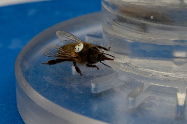 Honeybee feeding on nectar