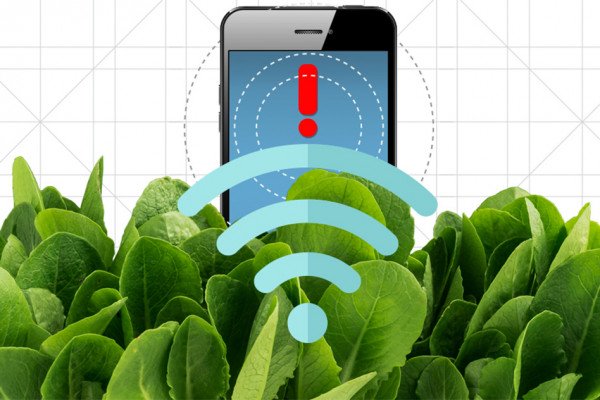 Spinach is no longer just a superfood: By embedding leaves with carbon nanotubes, MIT engineers have transformed spinach plants into sensors that can detect explosives and wirelessly relay that information to a handheld device similar to a...