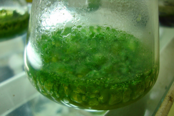 蓝藻，早期地球上的氧气来源之一