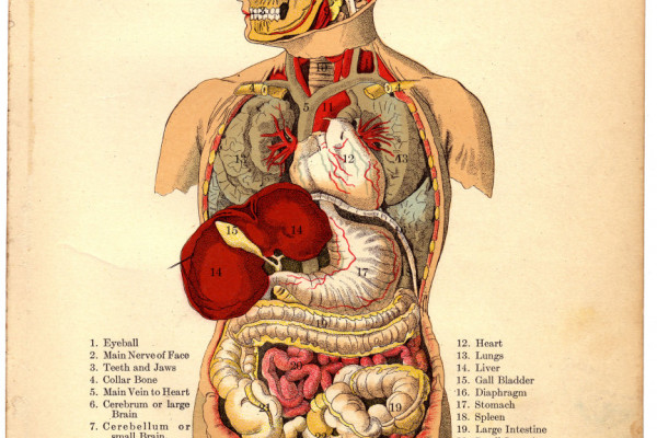 《人体内脏》，摘自《家庭医生》，1905年