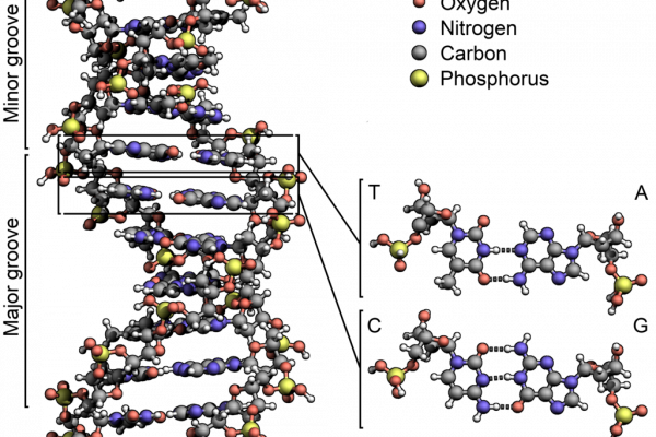 DNA的结构详细显示了腺嘌呤、胞嘧啶、鸟嘌呤和胸腺嘧啶四种碱基的结构，以及主沟和小沟的位置。它是一种非常优雅的分子。但是基因序列本身…