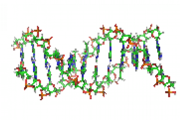 DNA片段结构的动画。碱基水平地位于两条螺旋状的链之间。