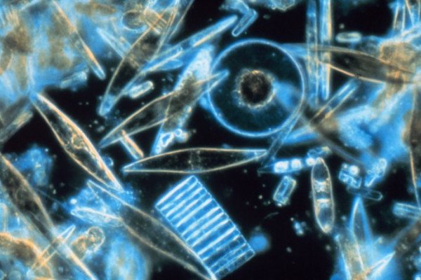 海洋硅藻通过显微镜。这些tiny phytoplankton, which are encased within a silicate cell wall, were found living between crystals of annual sea ice in McMurdo Sound, Antarctica.