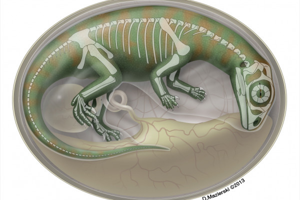 半透明的恐龙胚胎肉在蛋内重建，骨架显示。