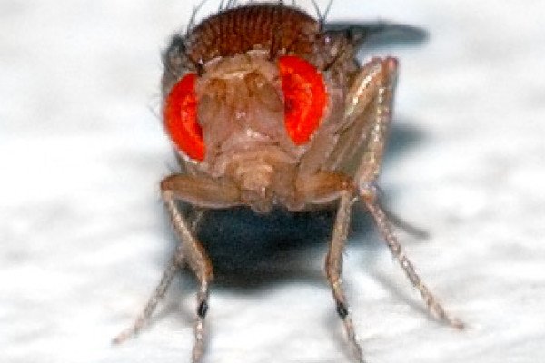 这张照片显示了一只0.1 x 0.03英寸(2.5 x 0.8毫米)的黑腹果蝇。