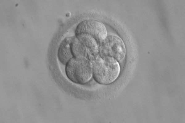 一个8天大的胚胎