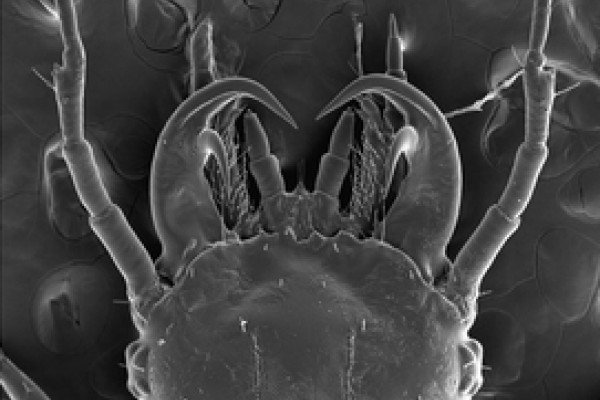幼虫头部(一龄)的扫描电子显微镜照片，显示出特化的双钩下颌骨。