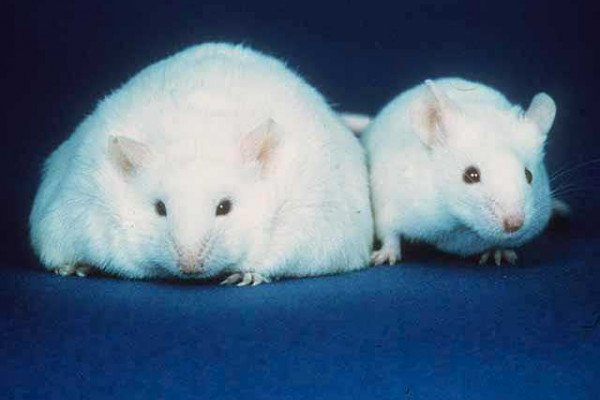 两只老鼠;左边的老鼠比右边的老鼠有更多的脂肪储存。