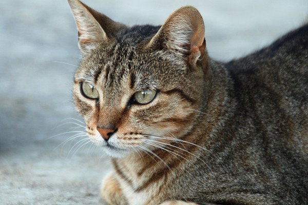 虎斑猫皇后的肖像(家猫，Felis silvestris catus)