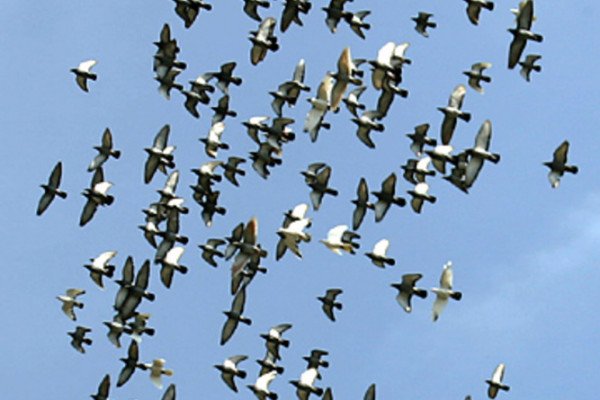 一群鸟在飞翔