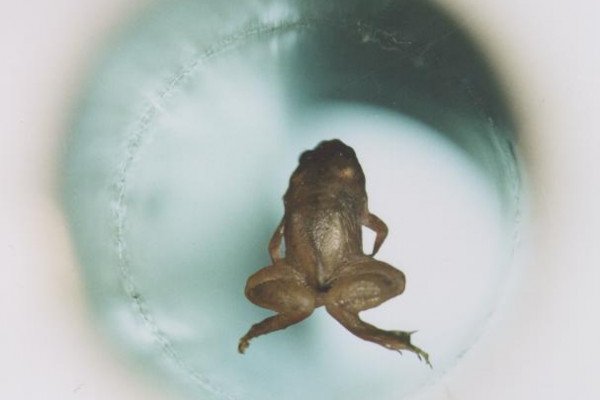 飞蛙。一只活青蛙被磁悬浮，这一实验为奈梅亨大学的安德烈·海姆和布里斯托尔大学的迈克尔·贝里爵士赢得了2000年搞笑诺贝尔物理学奖。