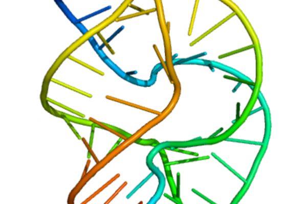 全长颜色编码，因此每条RNA链的5'端是蓝色的，3'端是红色的。单个核苷酸表示为牙签，磷酸二酯主链表示为窄管。