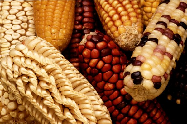 为了增加美国玉米的遗传多样性，玉米种质资源增强(GEM)项目寻求将外来种质，如这种来自拉丁美洲的不同颜色和形状的玉米，与国内玉米品系结合起来。