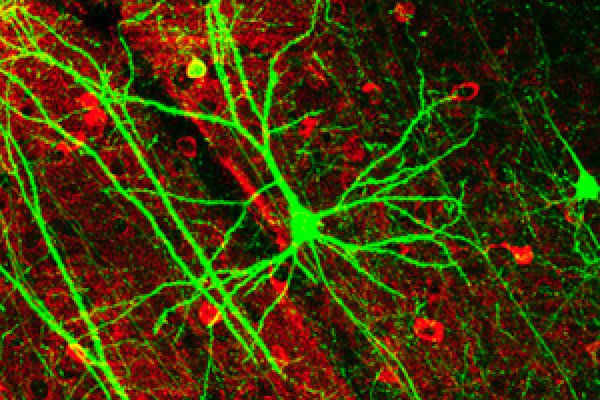 小鼠大脑皮层中表达gfp的神经细胞