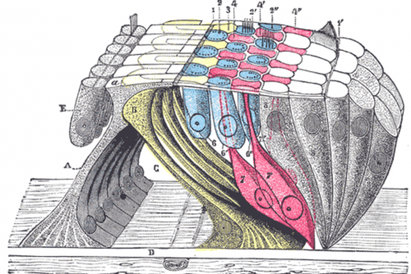Corti(或螺旋形器官)是哺乳动物内耳中含有听觉感觉细胞或毛细胞的器官