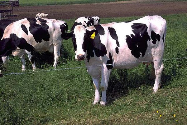 荷兰(荷斯坦)牛