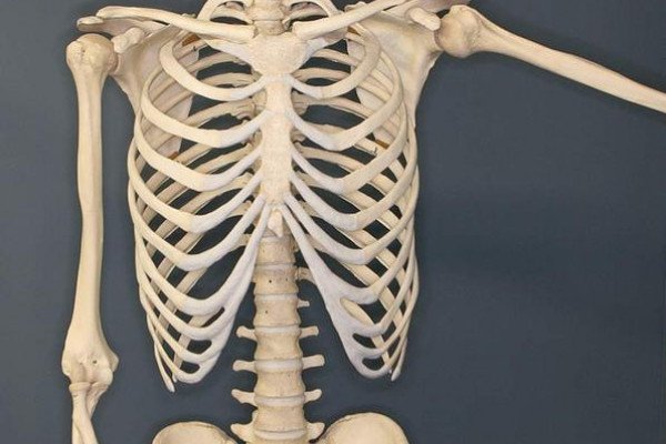 俄克拉何马州俄克拉何马市骨学博物馆展出的人类骨骼。