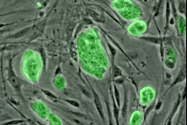 小鼠胚胎干细胞