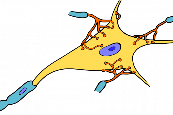 神经细胞的卡通表示