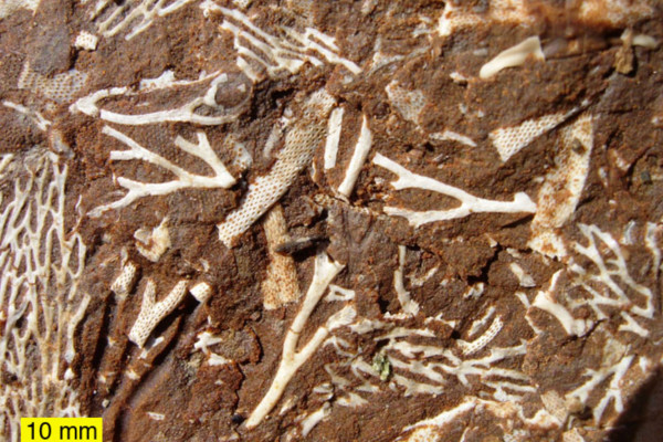 爱沙尼亚油页岩中的奥陶系苔藓虫。