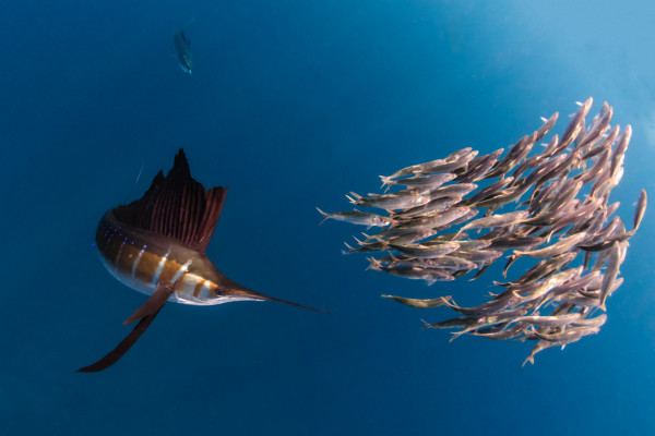 在墨西哥海岸，一条旗鱼正在捕猎一群沙丁鱼