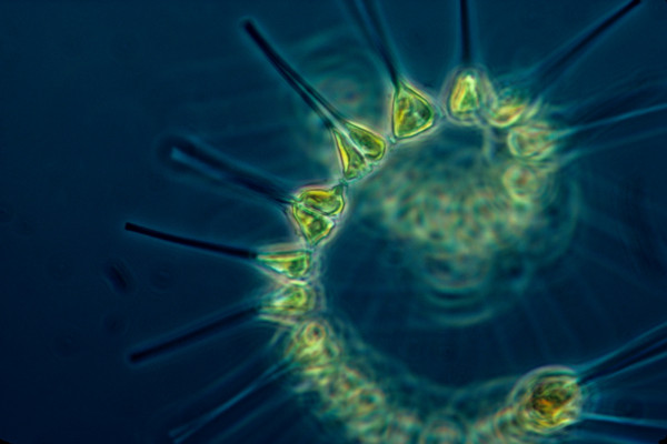 浮游植物——海洋食物链的基础