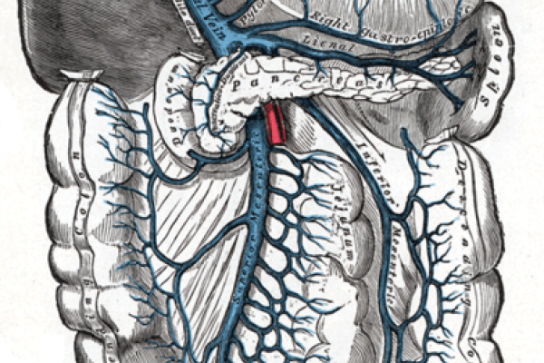门静脉和它的支流。它是由肠系膜上静脉和脾静脉联合形成的。