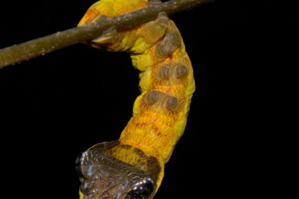飞蛾的毛虫已经进化出了一种惊人的蛇的伪装