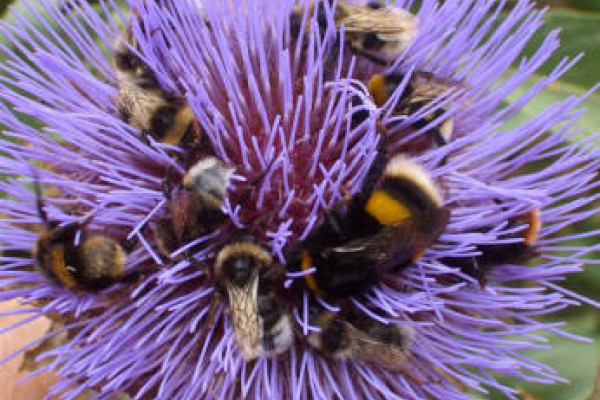 一群不同种类的大黄蜂都在吃一棵树的巨大花朵。