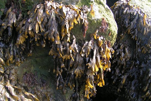 英国的海藻