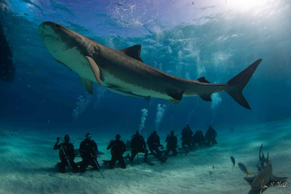 虎鲨潜水旅游