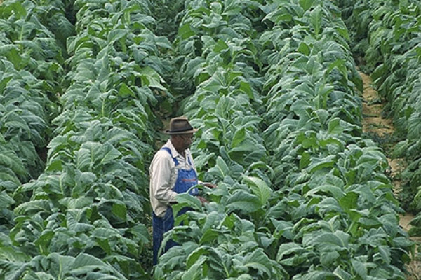 威利·格林宁格在他位于弗吉尼亚州查塔姆的农场检查他的烟草植株。