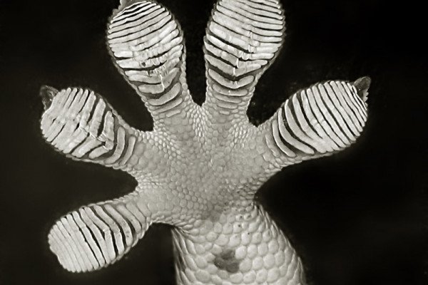 A Gecko foot, showing the sticky pads which are so interesting