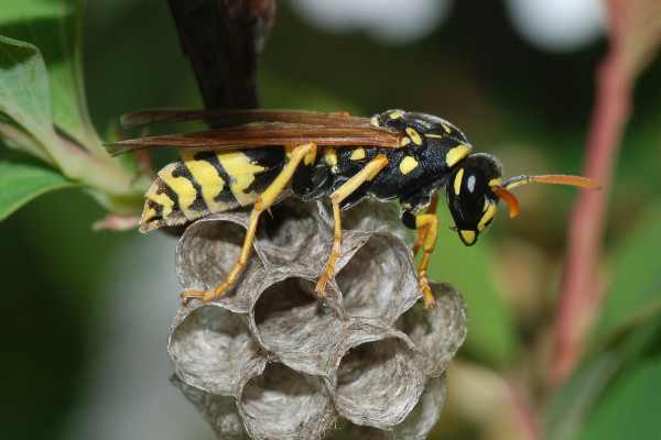 A paper wasp queen (<i>Polistes dominulus<i/>) creating a new colony.